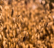 _MG_3079.JPG