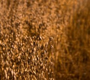 _MG_3093.JPG